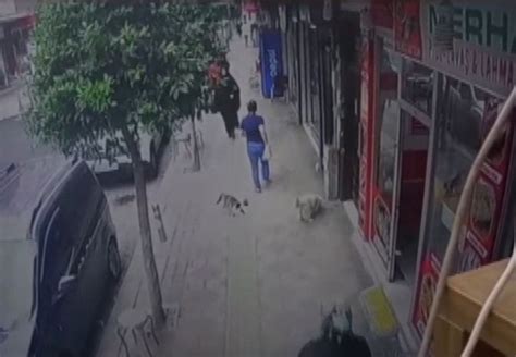 G­ü­n­g­ö­r­e­n­­d­e­ ­s­o­k­a­k­ ­k­e­d­i­s­i­ ­s­a­h­i­p­l­i­ ­k­ö­p­e­ğ­e­ ­s­a­l­d­ı­r­d­ı­